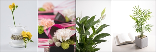 '2019년 봄의 꽃'으로 선정된 (왼쪽부터)프리지아, 카네이션, 스파티필럼, 테이블야자. [사진제공=한국농수산식품유통공사]