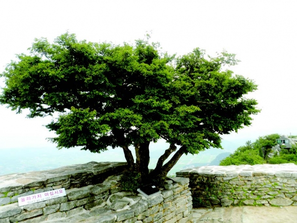 마니산의 천연기념물 소사나무. [사진=김재준 시인]