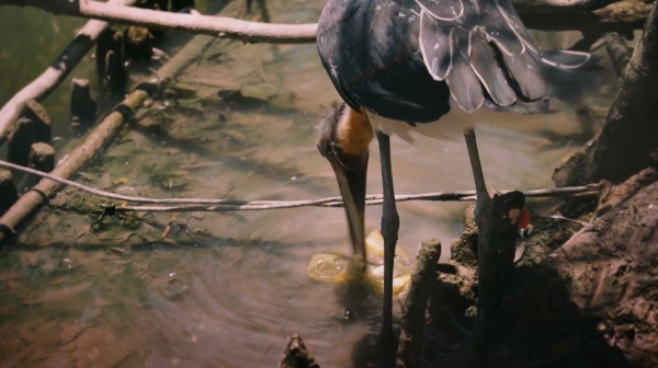 비닐을 먹이로 착각하여 쪼아 먹는 메콩강의 새들. [사진=한화그룹]