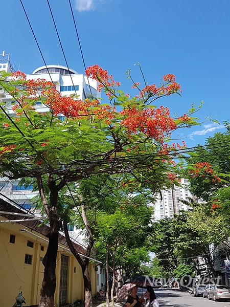 영문명 불꽃나무(flamboyant tree)라 불리는 화프엉(hoa phuong). [사진=석태문 연구위원]