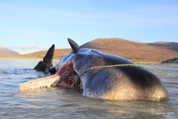 [사진=Scottish Marine Animal Strandings Scheme 페이스북]