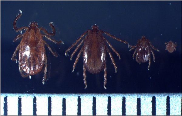 SFTS를 매개하는 작은소피참진드기 암컷, 수컷, 약충, 유충 순서(눈금한칸: 1mm). [사진=질병관리본부]