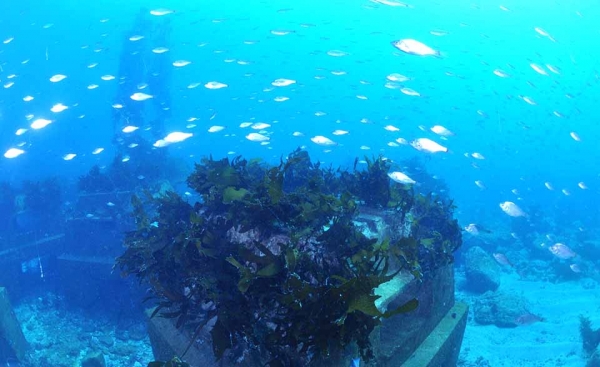 포스코가 울릉도 바다에 설치한 인공어초 트리톤. [사진=포스코]