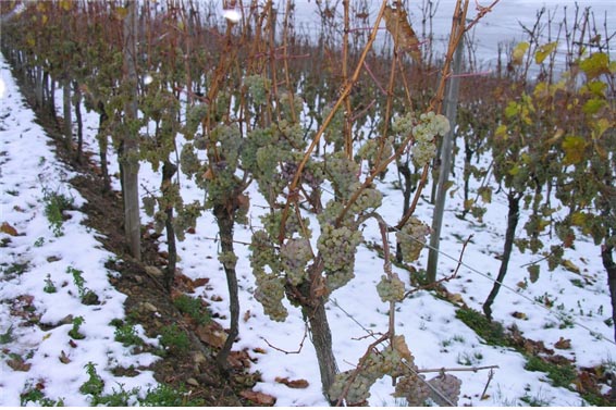 와인을 위한 룩셈부르그의 포도원 장면 [사진=위키피디아]