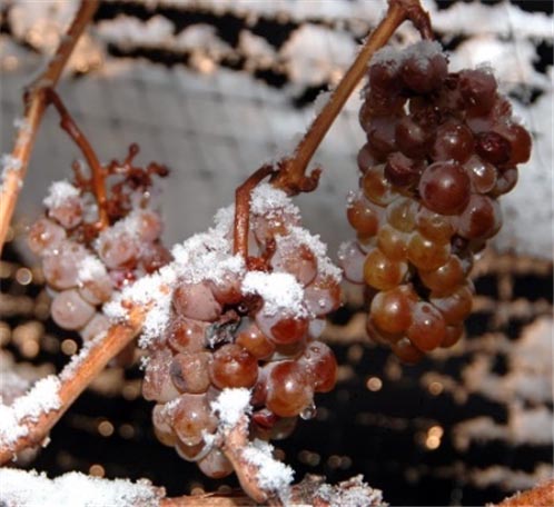 캐나다 나이아가라 지역의 아이스 와인용 포도가 언 채로 수확을 기다리고 있다. [사진=위키피디아]