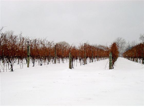 캐나다 나이아가라 지역의 눈덮인 아이스 와인 포도원. [사진=위키피디아]
