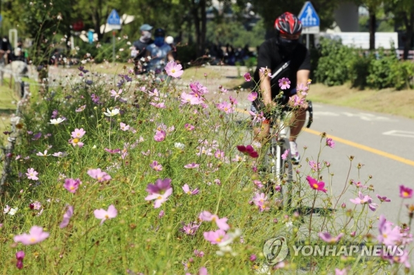 선선한 초가을 날씨가 이어지고 있는 가운데 서울 여의도 한강공원에 코스모스가 피어있다. [사진=연합뉴스]