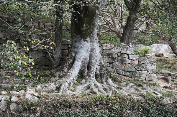 바오밥나무를 연상시키는 팽나무 고목의 밑동. 전남 보길도 세연정.