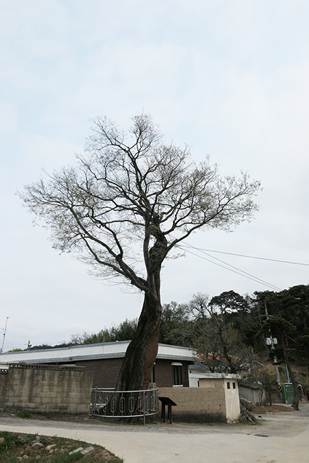 좀풍게나무. 강원도 고성군 백촌리. 현재 ‘팽나무’라는 명찰을 달고 보호수로 지정되어 있다.