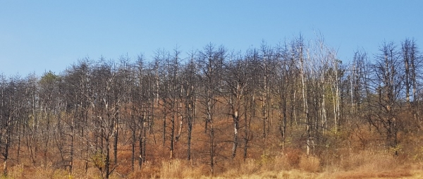 프라자CC설악 골프장 주변에는 작년 봄 발생한 강원 대형산불로 피해를 본 나무들이 즐비하다(사진=뉴스퀘스트)