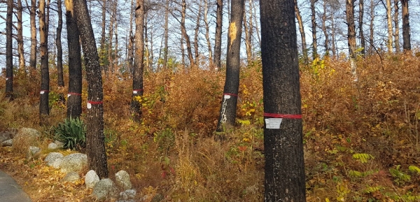 산림당국이 작년 봄 발생한 강원 대형산불로 피해를 본 나무들을 조사한 뒤 부착한 빨간 띠와 하얀 표식. [사진=뉴스퀘스트]