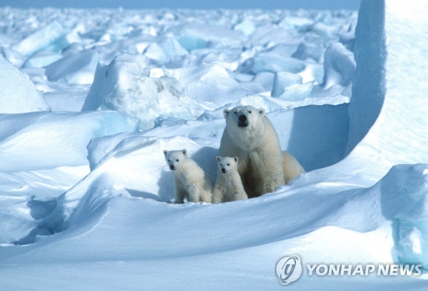 미국 알래스카주에서 포착된 북극곰 가족 [사진=연합뉴스]