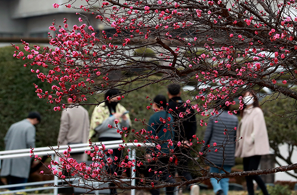 전국적으로 포근한 날씨를 보인 24일 오후 부산 남구 유엔기념공원에 홍매화가 활짝 피어 있다. [사진=연합뉴스]