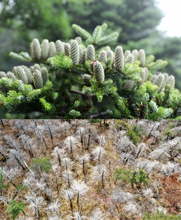 건강한 구상나무의 모습(위쪽)과 지난해 10월 17일 지리산국립공원 아고산대에 포착된 나무들의 모습(아래).  [사진=산림청, 녹색연합]
