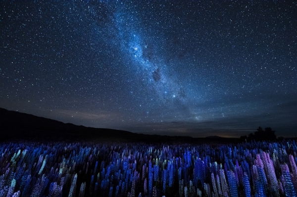뉴질랜드의 밤하늘과 루핀. Credit Junji Takasago.