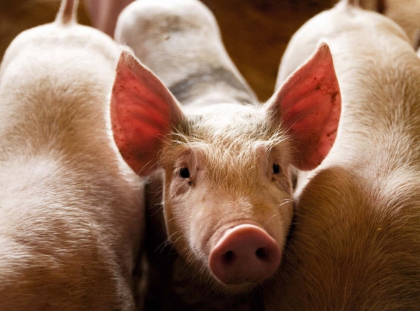 미국 외과의사들이 GM돼지의 신장을 인간에게 이식한 결과 면역 거부 반응 없이 즉각적으로 작동했다는 연구결과가 나왔다. [사진제공=Nature Magazine]