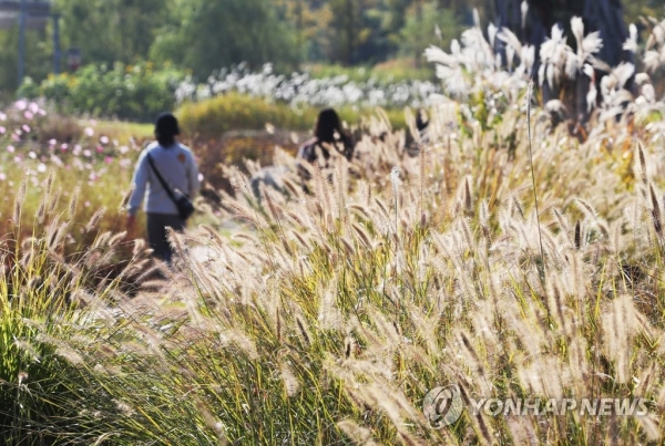 지난 22일 경기도 시흥시 갯골생태공원을 찾은 시민들이 만개한 수크령 옆 산책로를 걷고 있다. [사진=연합뉴스]