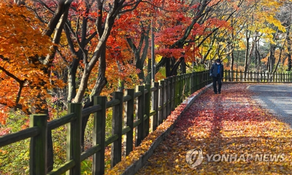 서울 남산 순환로에 낙엽이 소복하게 떨어져 있다. [사진=연합뉴스]