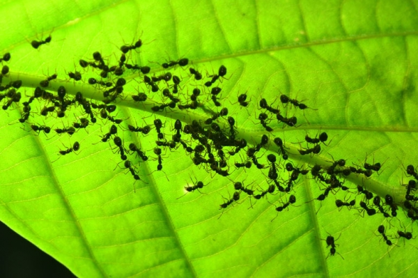 스펜인 연구팀이 유전자변형(GM) 기술을 이용해 성 페로몬을 배출하는 식물을 만들어 해충을 성적으로 교란시켜 죽이는 방법을 개발했다. [사진:phys.org]
