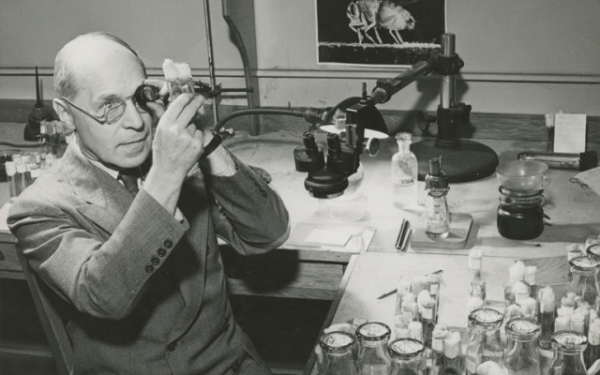 미국의 화학자 허먼 뮬러는 1928년 처음으로 X선을 초파리에 조사해 인공 돌연변이를 일으켰다. [사진=wikipedia]