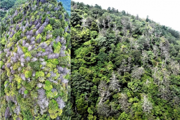 한반도에 저절로 나고 자라는 침엽수 중 68%에 해당하는 19종이 지구에서 멸종의 위기에 처했다. 특히 한반도의 높은 산정에 모여 살던 다양한 종류의 침엽수가 생의 영역을 좁혀가고 있다. 사진은 2018년 5월 지리산 천왕봉 일대에서 항공 조사로 확인한 가문비나무와 구상나무의 고사 모습. 고사목은 점차 더 늘고만 있다. [사진=녹색연합 서재철 전문위원]