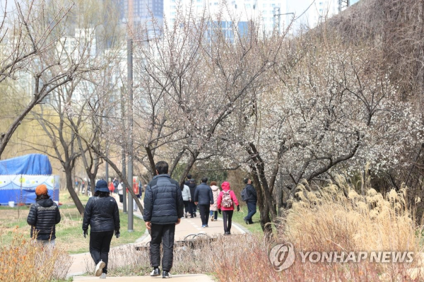 쌀쌀한 날씨를 보인 20일 오후 서울 청계천 매화거리에서 시민들이 기념촬영을 하고 있다. [사진=연합뉴스]