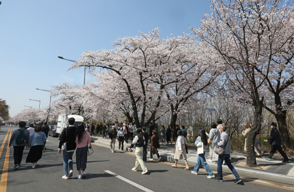 서울 여의서로 벚꽃길에서 걷는 시민들. [사진=연합뉴스]