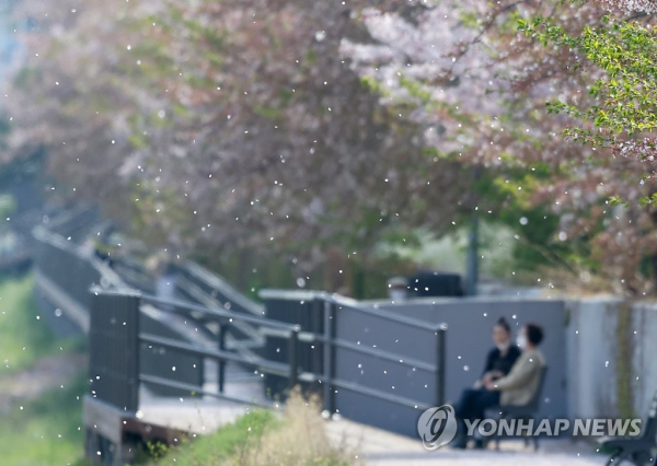 서울 양천구 안양천 벚꽃길에 꽃잎이 바람에 날리고 있다. [사진=연합뉴스]