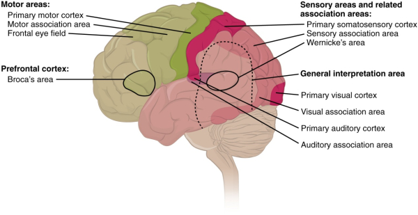 ● 뇌의 시각, 청각 등 감각 관련 부위● 출처 : https://en.wikipedia.org/wiki/Human_brain#/media/File:1604_Types_of_Cortical_Areas-02.jpg