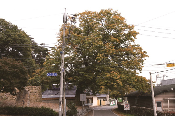 봉화 오록리 느티나무. [사진=한국지역인문자원연구소]