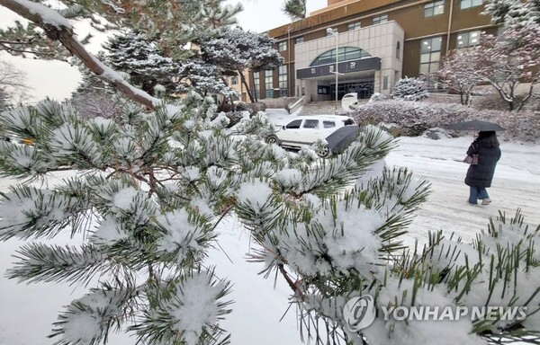 많은 눈이 내린 15일 강원 춘천시 강원대 캠퍼스 나무에 눈이 수북이 쌓여 있다. [사진=연합뉴스]