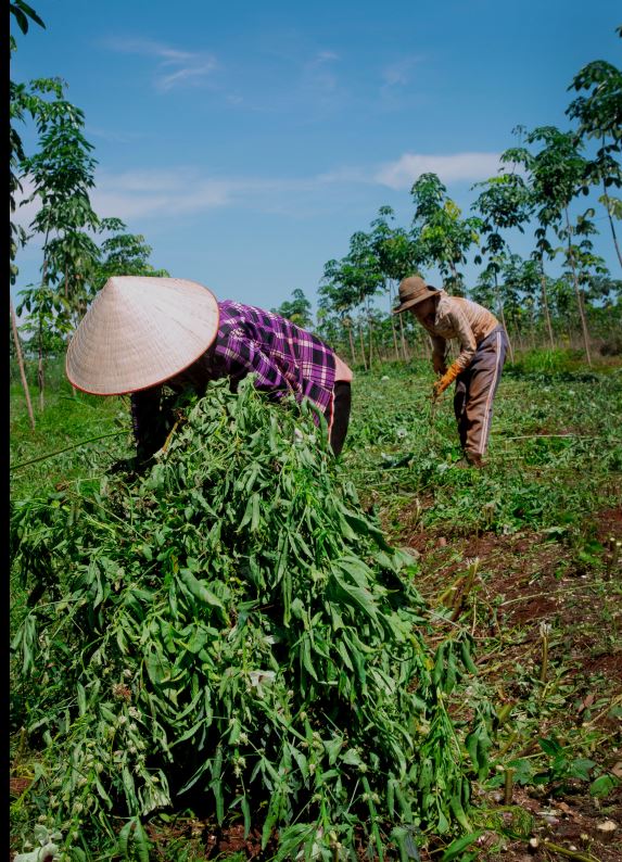 베트남 인부들이 케나프를 수확하고 있다[사진=류기남 사진작가]