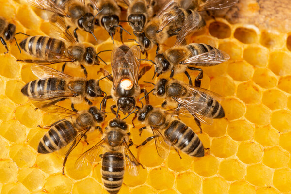꿀벌 개체수 급감으로 인류 식량안보에 경고등이 켜진 가운데 미국 농무부(USDA)가 세계 최초로 꿀벌용 백신 사용을 허가했다. [사진=어스닷컴]