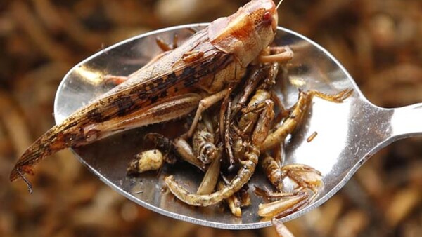 스페인의 한 대학 연구팀에 따르면 대다수의 사람들은 혐오스럽지만 식용 곤충이 미래에 지속 가능한 식량 공급원이 될 수 있다고 믿고 있는 것으로 나타났다. [사진=​​​​​​​Council on Foreign Relations]