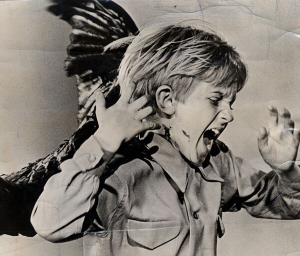 서스펜스 스릴러의 거장 알프레드 히치콕 감독이 만든 영화 가운데 1963년도에 제작된 ‘새(The Birds)’만큼 무서운 작품도 없을 것이다. 이 영화에서 사람을 공격하는 '미친 새'는 독성조류에 중독되엇기 때문이다. [사진= Turner Classic Movies]