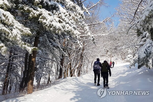 지난 16일 강원 평창군 대관령을 찾은 관광객들이 눈 덮인 길을 걷고 있다.[사진=독자 제공]