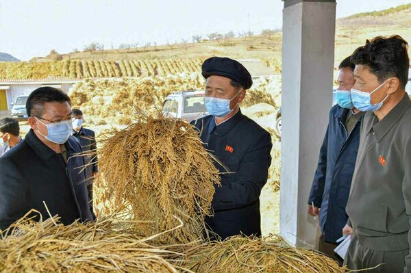 김덕훈 북한 내각 총리가 지난해 10월 말 한 농장을 방문해 수확된 벼를 살펴보고 있다. [사진=조선중앙통신]