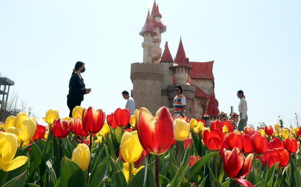 부산 기장군 롯데월드 부산에 관광객들이 활짝 핀 튤립 꽃길을 거닐며 봄기운을 만끽하고 있다. [연합뉴스]