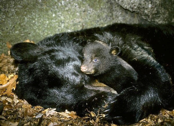 주노미아 프러젝트는 곰을 비롯해 겨울잠을 자는 동물들의 유전체가 서로 다르다는 것을 확인했다. 수달의 방수복과 같은 털을 하고 있는 이유도 파악했다. [사진=National Geographic] 