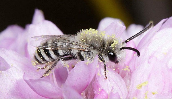꿀벌이 최고의 꽃가루 매개 곤충은 아니다. 캘리포니아 대학의 생태학자들은 꿀벌들이 말벌, 나비, 나방들과 같은 토종 꽃가루 매개자들 만큼 꽃의 수분을 잘 하지 못한다는 것을 발견했다. [사진=UC Berkeley]UC Berkeley