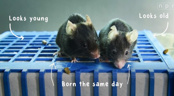 싱클레어 교수 연구실의 쥐들은 노화 과정을 역전시키는 치료법의 효과를 시험하기 위해 빠르게 노화되도록 설계되었다. 오른쪽에 있는 쥐는 후생유전자를 파괴함으로써 왼쪽에 있는 같은 날에 태어난 형제 쥐보다 150%까지 늙었다. [사진=NPR]