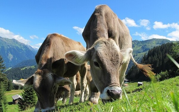 최근의 한 연구에서 과학자들은 놀라운 수치를 발표했다. 12%의 미국인들이 매일 소비되는 모든 쇠고기의 절반을 차지한다는 내용이다. [사진=픽사베이]