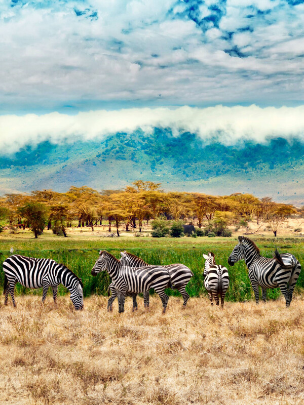 탄자니아 세렝게티 국립공원. [롯데관광개발 제공]