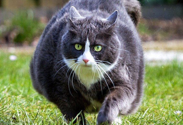 전세계적으로 고양이 비만이 늘고 있다. 고양이 식단도 문제이지만 불임시술 또한 비만을 부추긴다. 그러나 비만이지만 활동에는 제한을 받지 않는 것으로 알려졌다. [사진=픽사베이} 