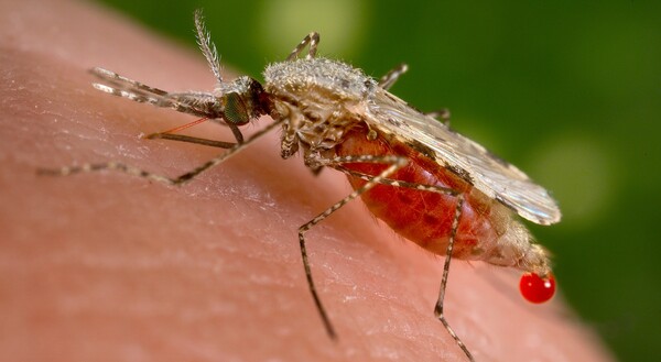 WHO의 ‘2023년 세계 말라리아 보고서’는 기후 변화와 말라리아 사이의 연관성에 특히 초점을 맞췄다. 온도, 습도, 강수량의 변화는 말라리아를 옮기는 아노펠레스 모기의 행동과 생존에 영향을 미칠 수 있다는 것이다. 이 보고서는 말라이아 예방을 위한 국제사화의 퇴치 노력에도 불구하고 환자들의 수는 계속 증가하고 있다고 지적했다. [사진=위키피디아]