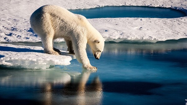 북극해는 세계에서 가장 작은 바다다. 그러나 기후변화에 영향을 미치는 데 중요한 역할을 한다. 북극해는 연간 최대 1억 8천만 톤의 탄소를 흡수하는 지구의 중요한 탄소 흡수원 가운데 하나다. [사진=NASA]