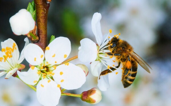 미국의 꿀 생산은 1990년대 이후 눈에 띄게 감소했다. 최근 연구에 따르면 기후변화와 살충제 사용과 함께 토지 이용 관행이 오히려 부정적인 영향을 미치고 있는 것으로 나타났다. [사진=어스닷컴]