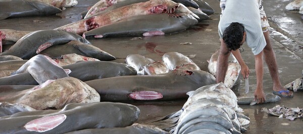 최근 과학저널 ‘사이언스’에 게재된 한 연구는 지느러미 채취로부터 상어를 보호하기 위한 전 세계적인 규제에도 불구하고 매년 약 8000만 마리의 상어가 어장에서 죽어가고 있다고 지적했다. [사진=Sharks Foundation]
