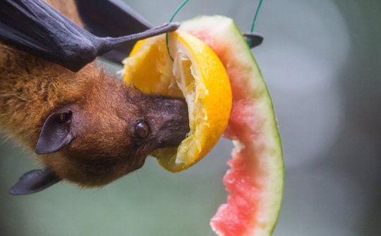 자메이카의 과일박쥐는 하루에 설탕이 많은 달콤한 과일을 자기 몸무게의 두 배까지 먹는다. 그러나 인간과 달리 과일박쥐는 설탕이 풍부한 식단을 통해 번성한다. 그들은 곤충을 주요 먹이로 삼는 다른 박쥐보다 혈당을 더 빨리 낮출 수 있는 능력이 있다. [사진=Shutterstock free image]