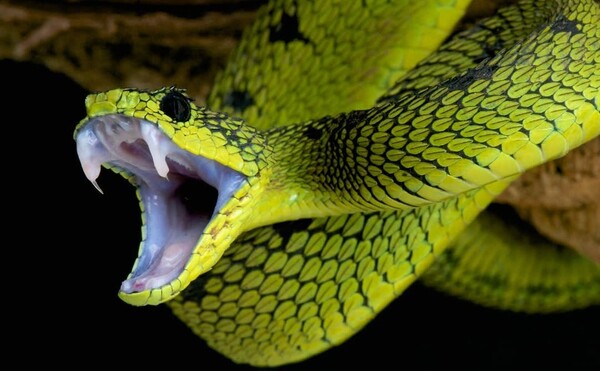 브라질 상파울루 대학 의과대학 과학자들은 최근 뱀 독에서 고혈압 치료에 상당한 잠재력을 가진 두가지 새로운 펩타이드를 발견했다. [사진=Monash University]